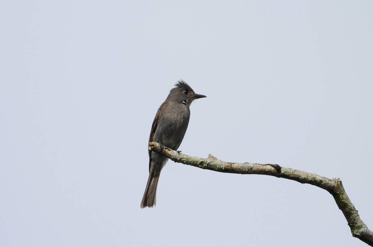 Smoke-colored Pewee - ML620901221