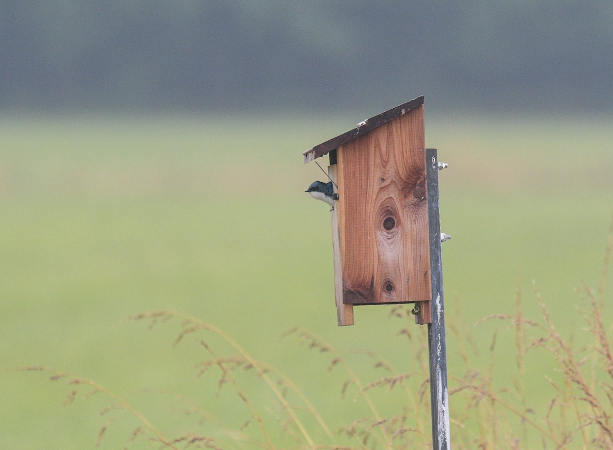 Tree Swallow - ML620901227