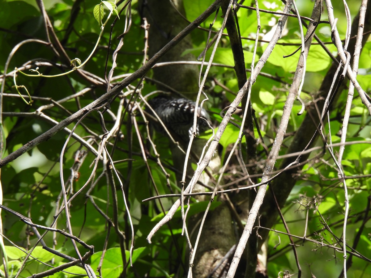 Barred Antshrike - ML620901237