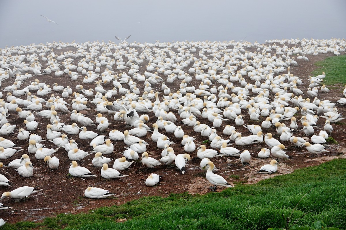 Northern Gannet - ML620901242