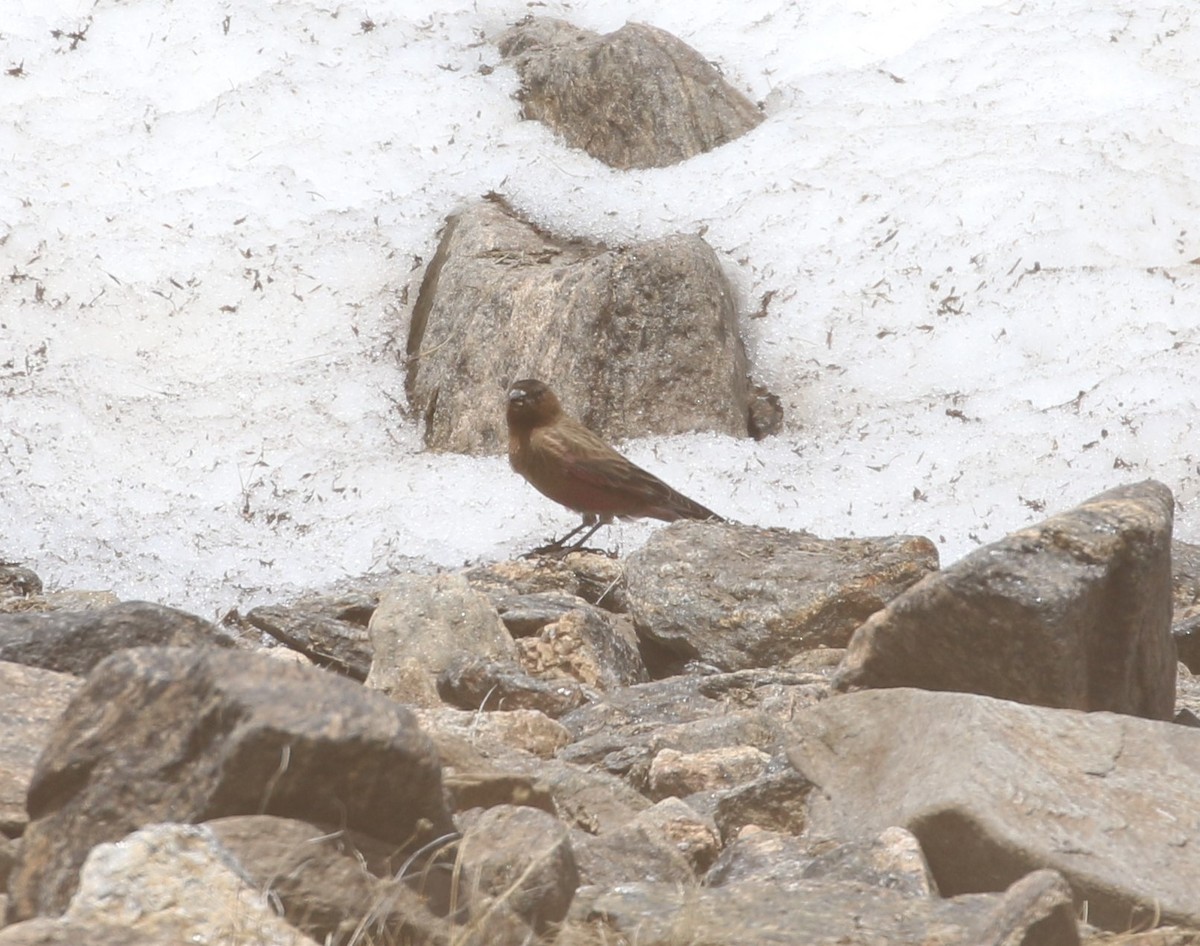 Brown-capped Rosy-Finch - ML620901243