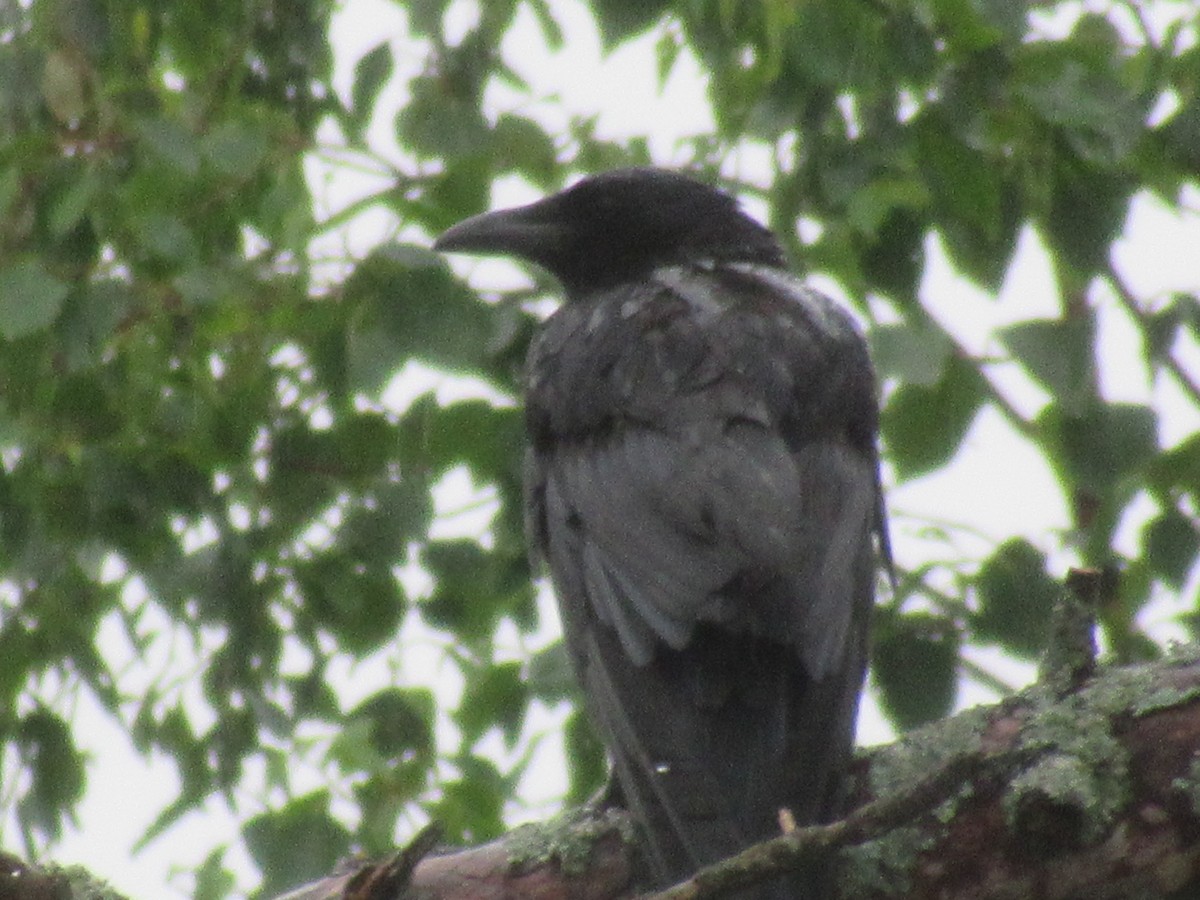 American Crow - Rena Sherring