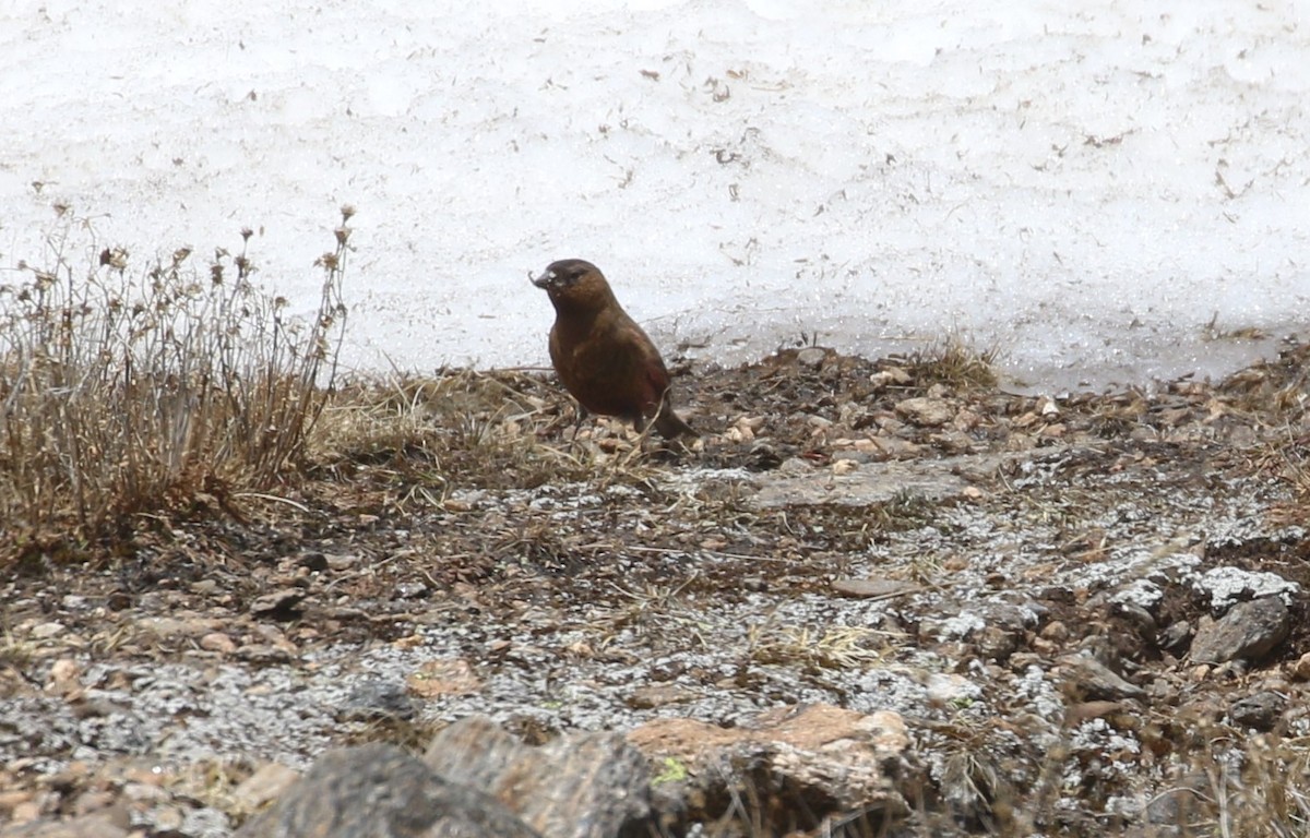 Brown-capped Rosy-Finch - ML620901247