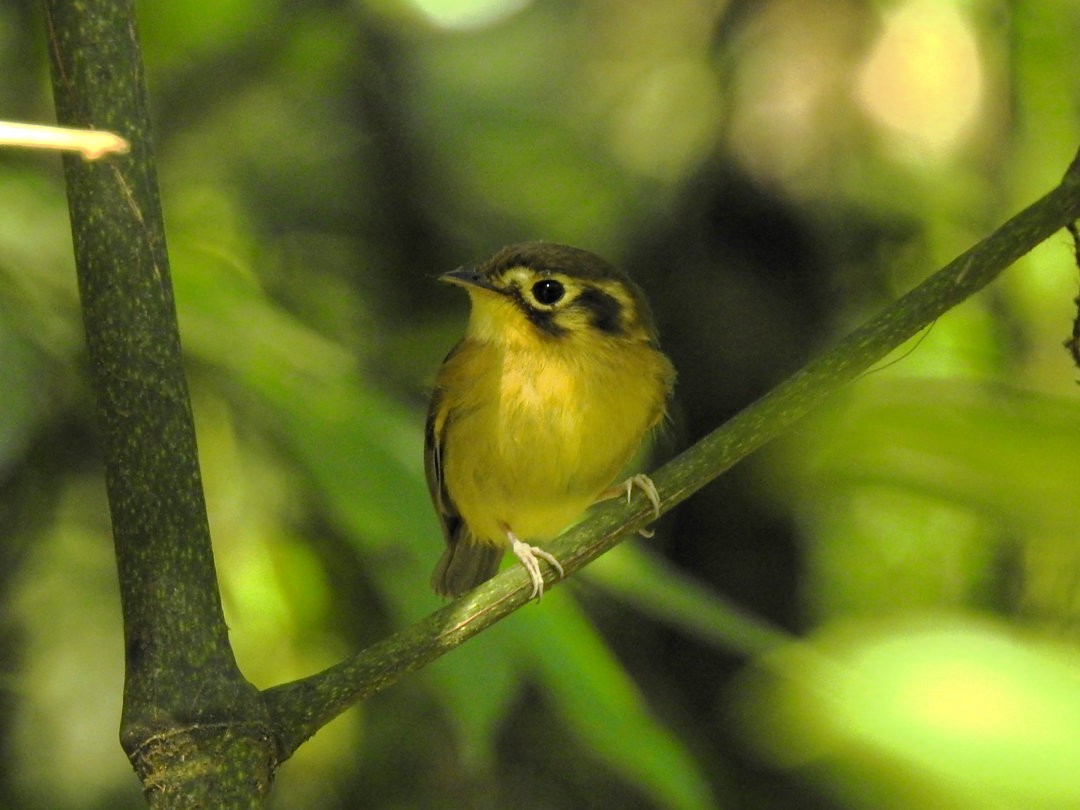 White-throated Spadebill - ML620901250