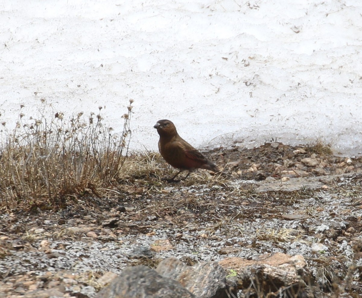 Brown-capped Rosy-Finch - ML620901251