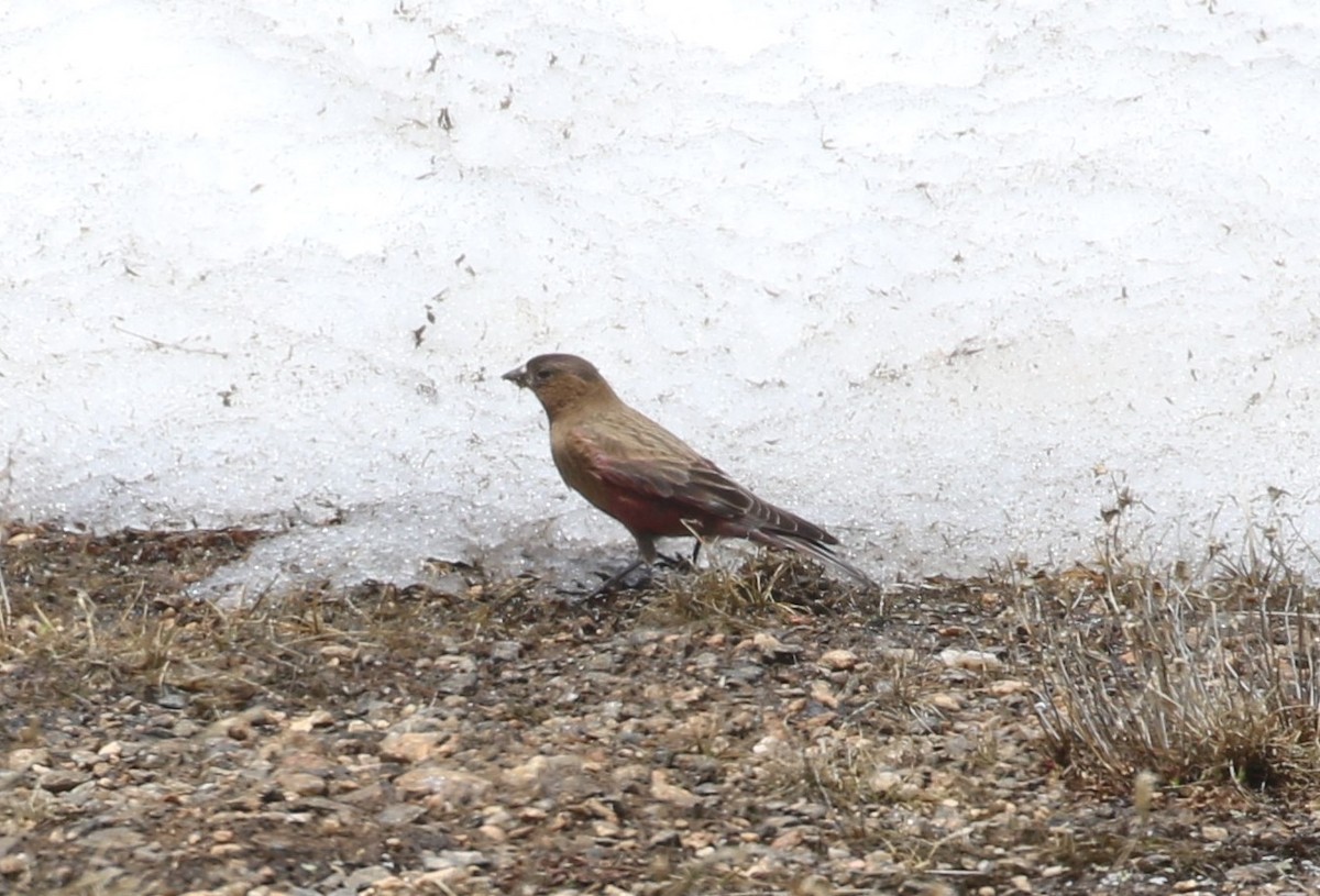 Brown-capped Rosy-Finch - Don Coons