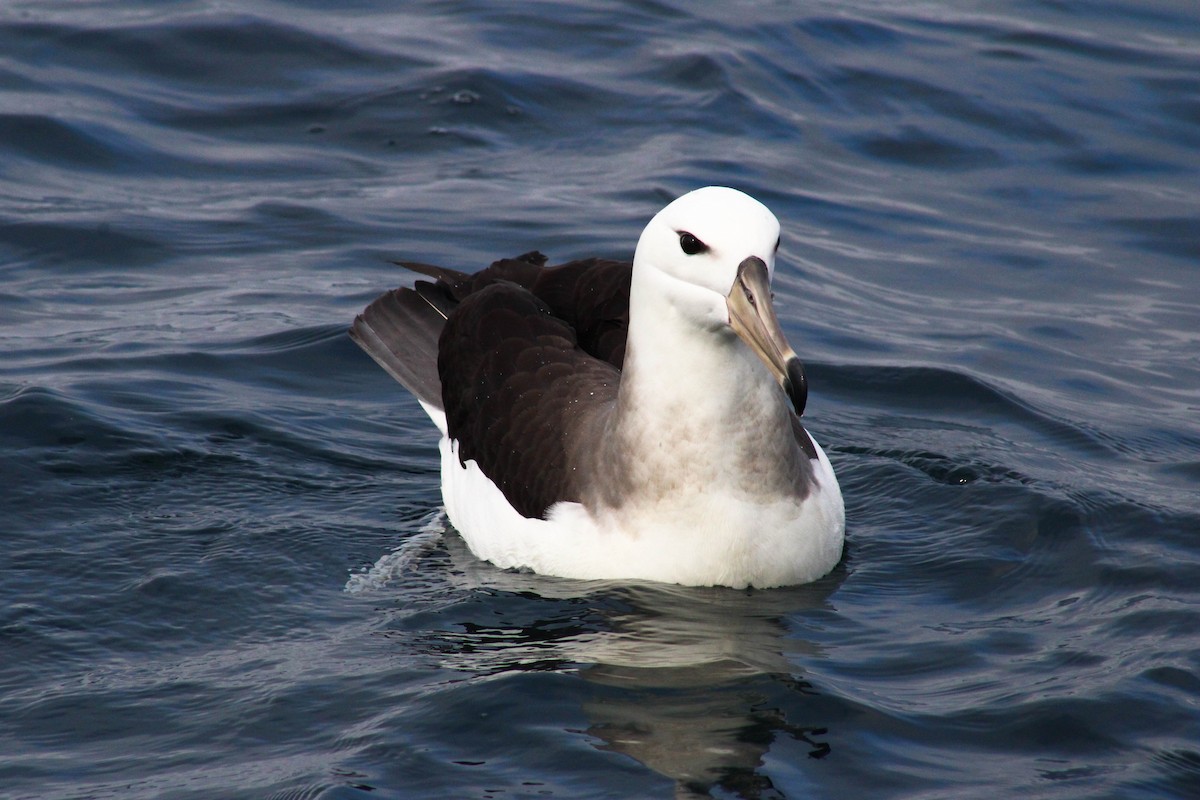 albatros černobrvý - ML620901255