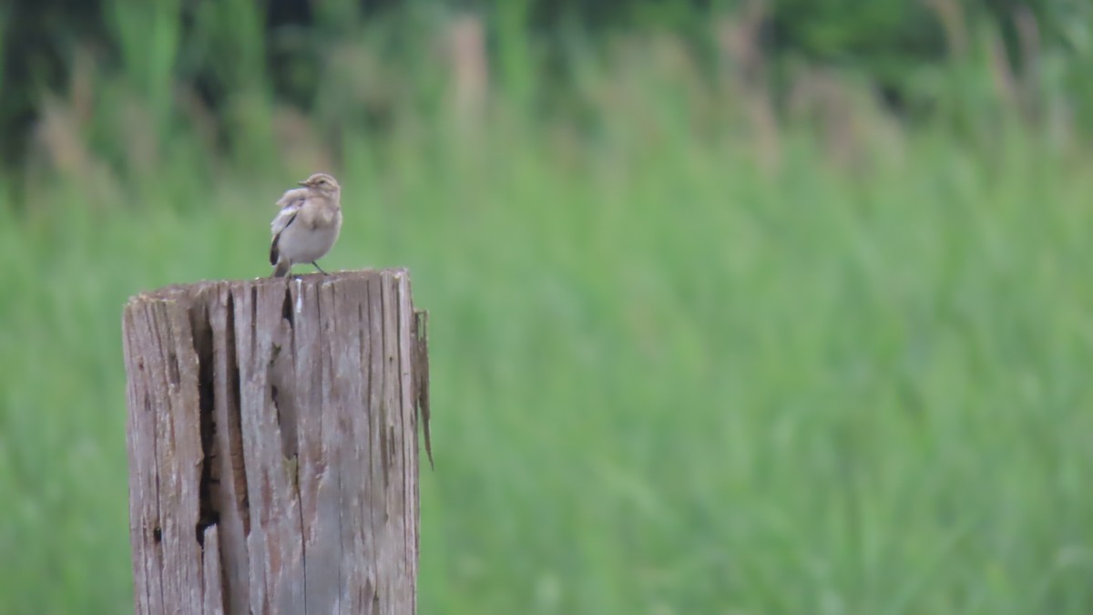 White Wagtail - ML620901257