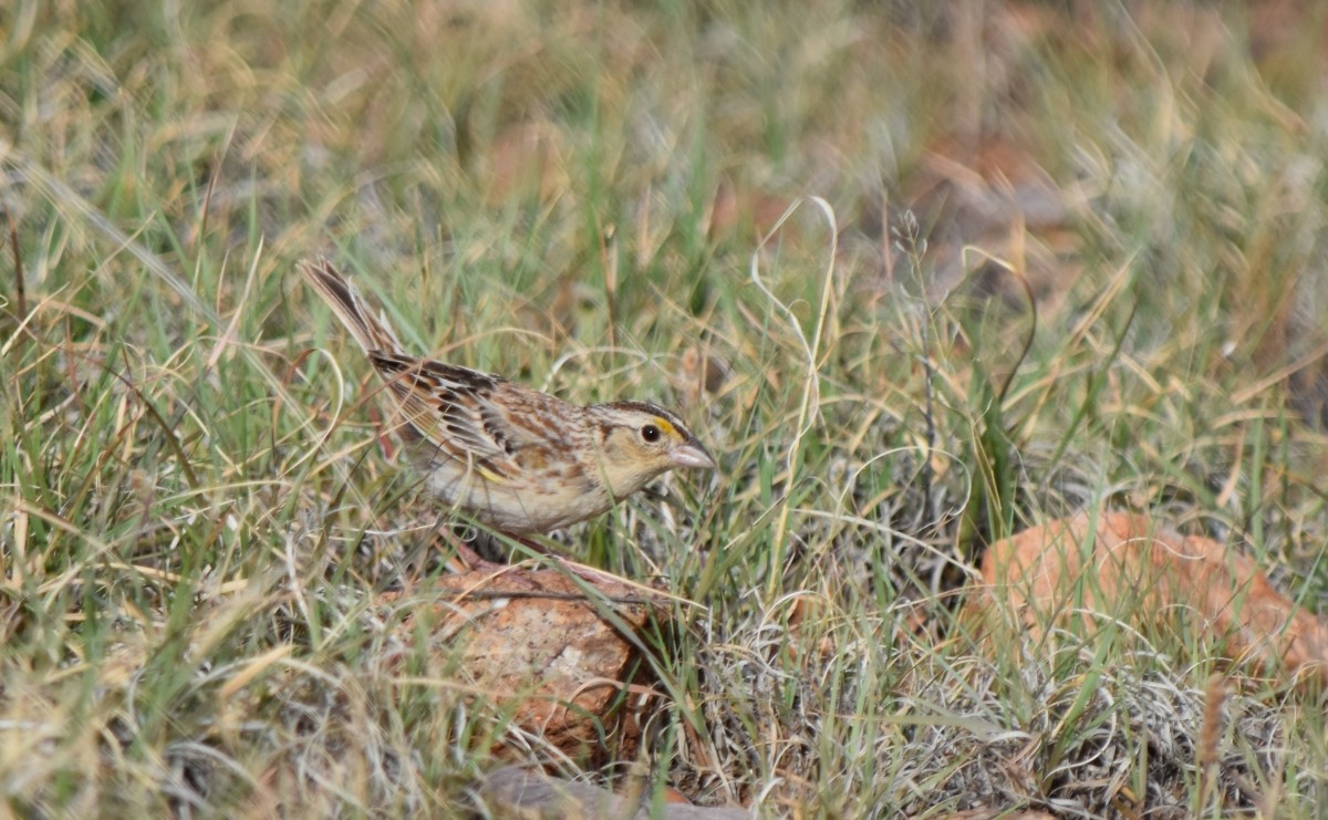 Grasshopper Sparrow - Steve Nord