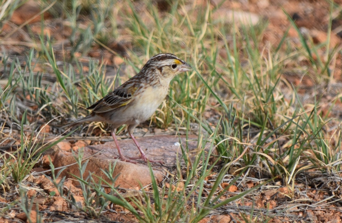 Grasshopper Sparrow - ML620901264