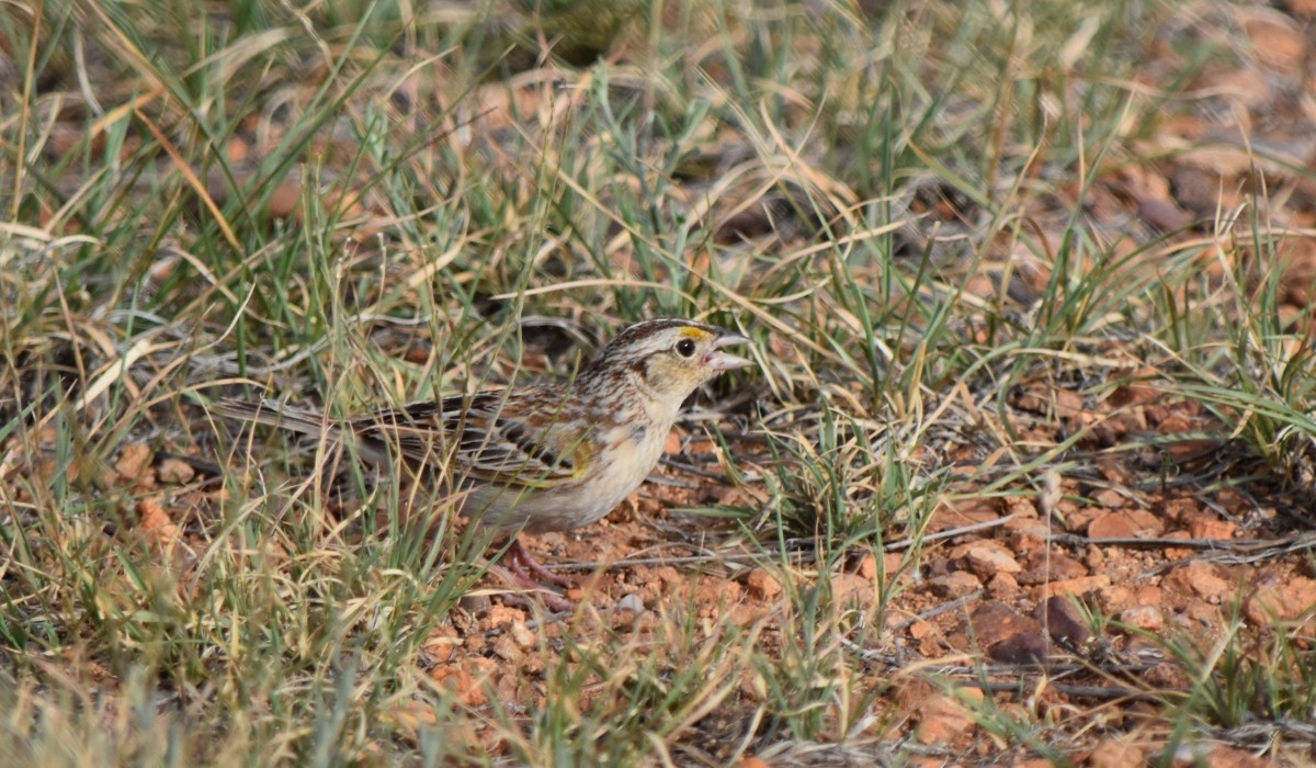 Grasshopper Sparrow - ML620901265