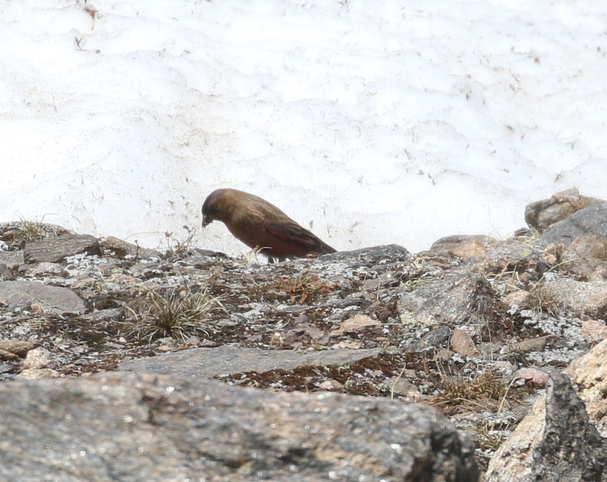 Brown-capped Rosy-Finch - ML620901269