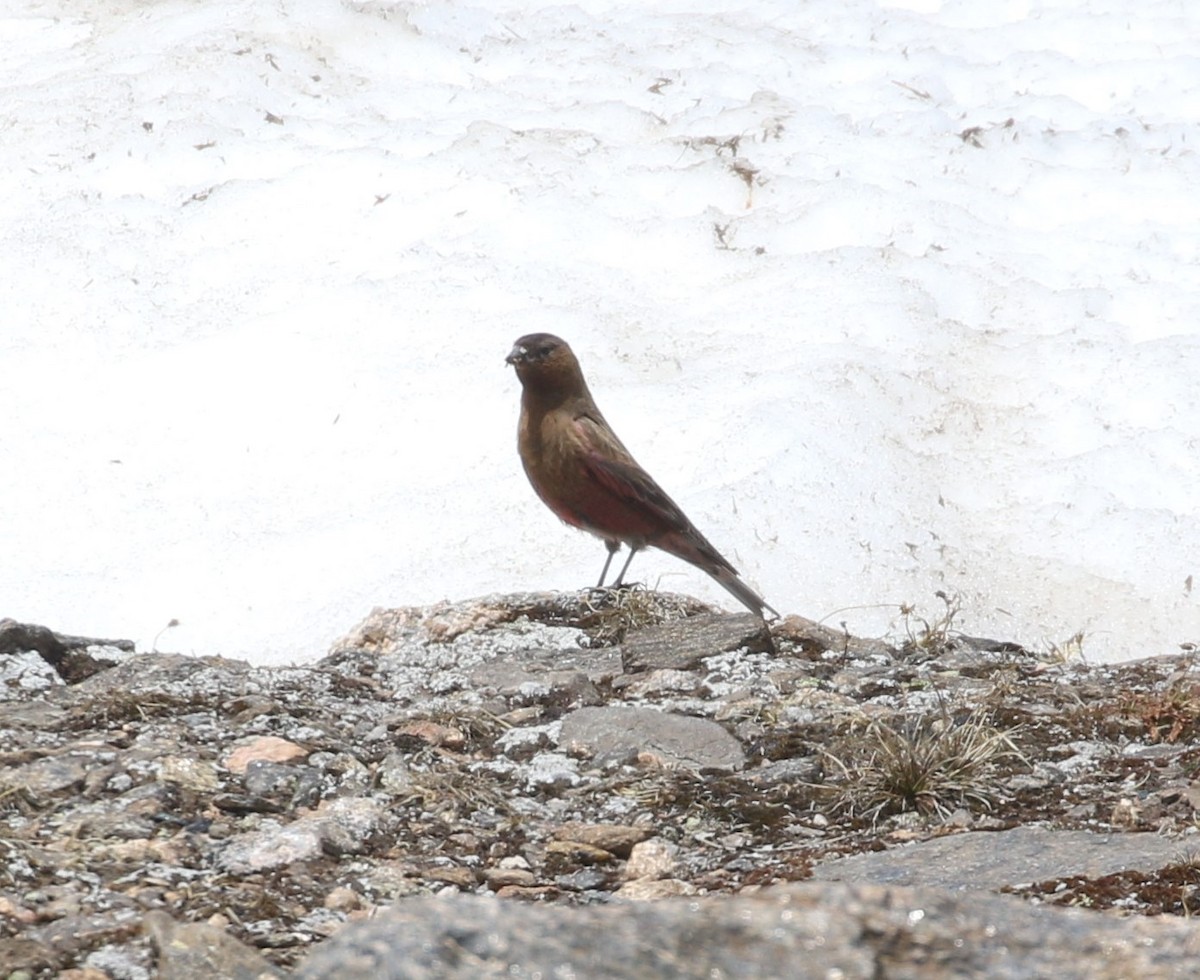 Brown-capped Rosy-Finch - ML620901275
