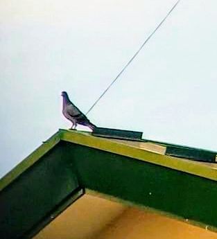 Rock Pigeon (Feral Pigeon) - ML620901283