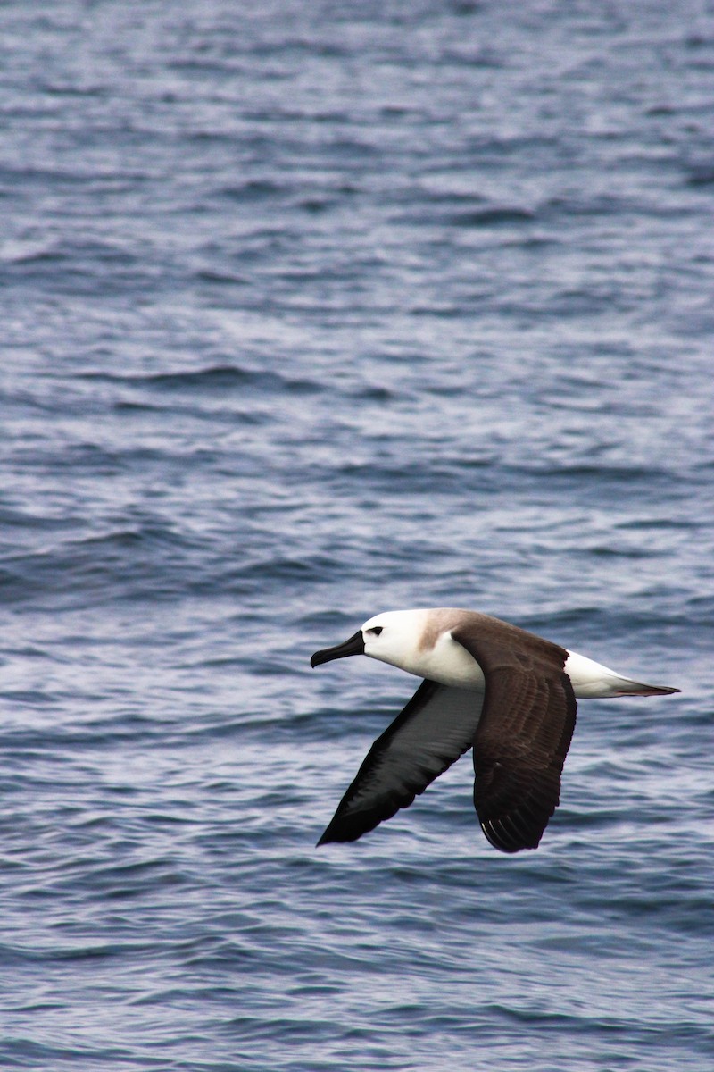 Atlantic Yellow-nosed Albatross - ML620901285