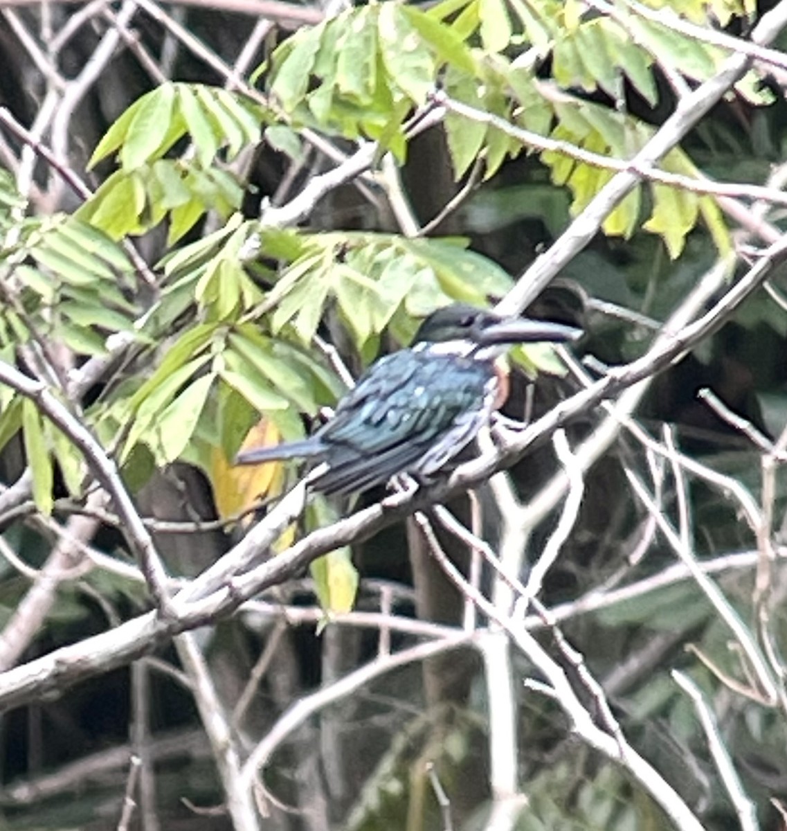 Amazon Kingfisher - ML620901289
