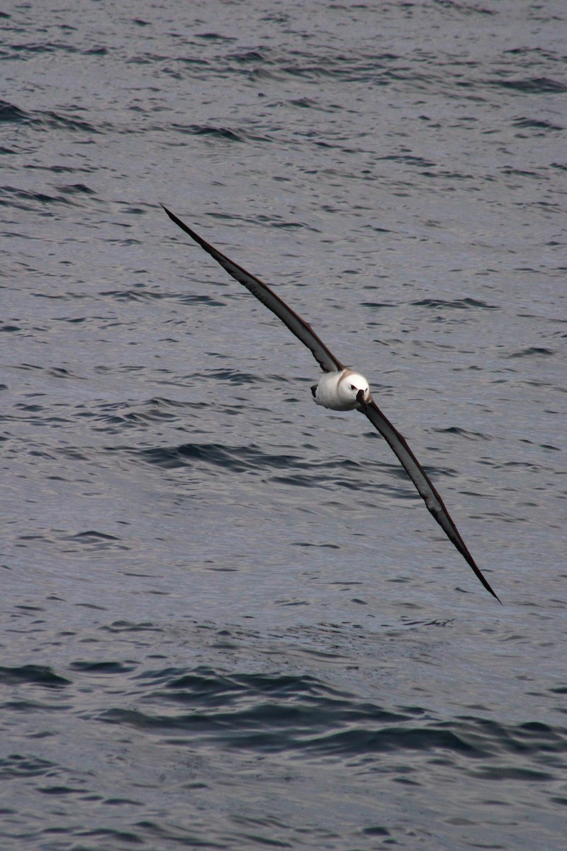 Albatros à sourcils noirs - ML620901291