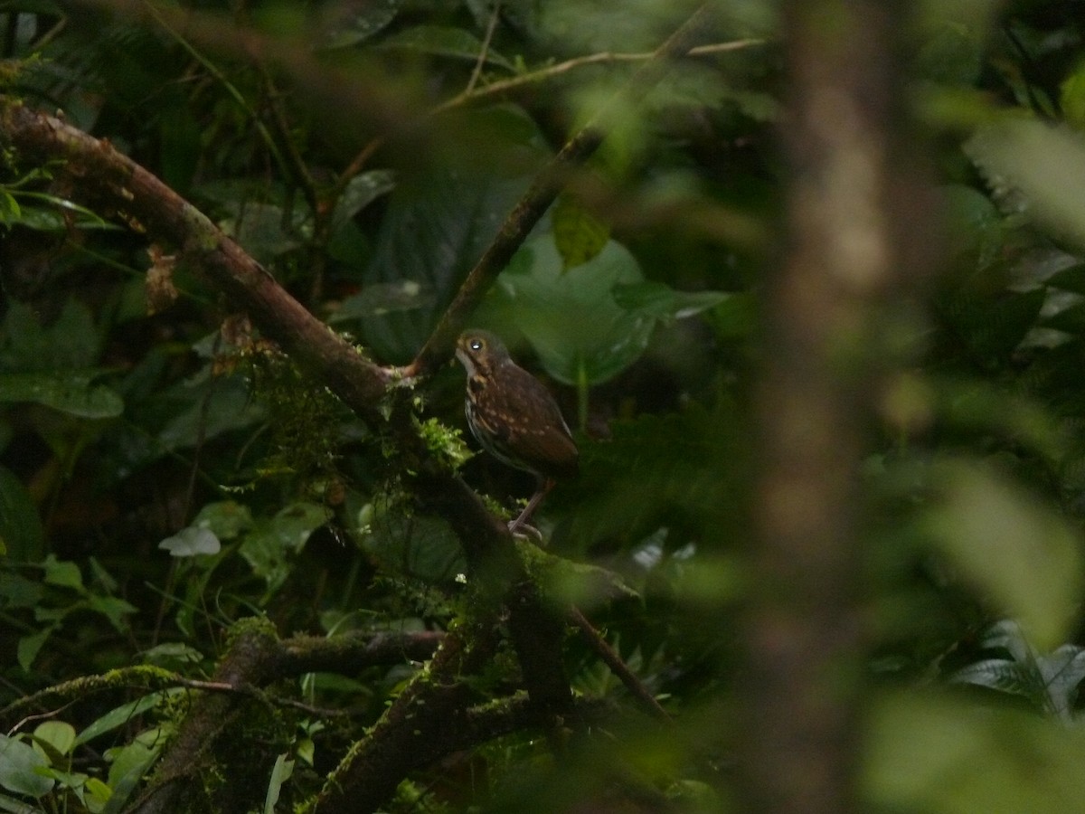 Streak-chested Antpitta - ML620901292