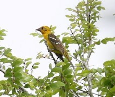 Flame-colored Tanager - ML620901293