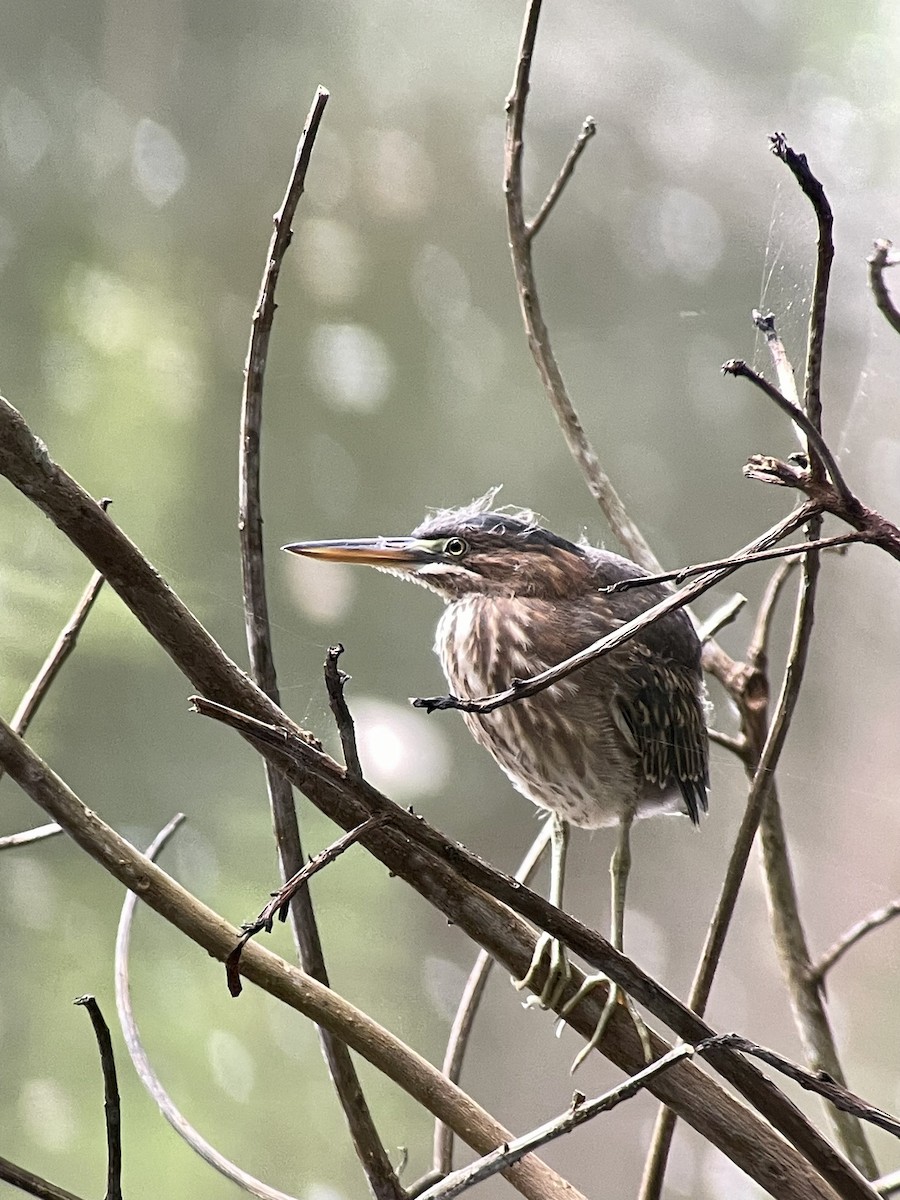 Green Heron - ML620901298