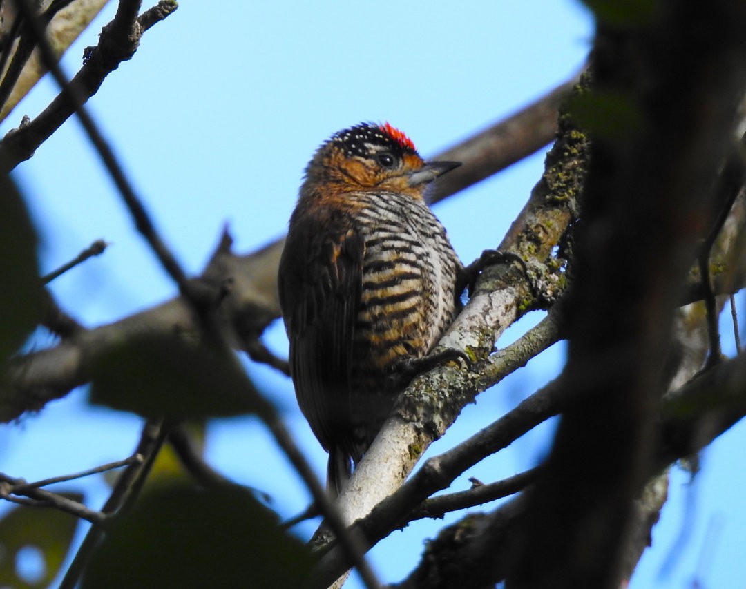 Ochre-collared Piculet - ML620901302
