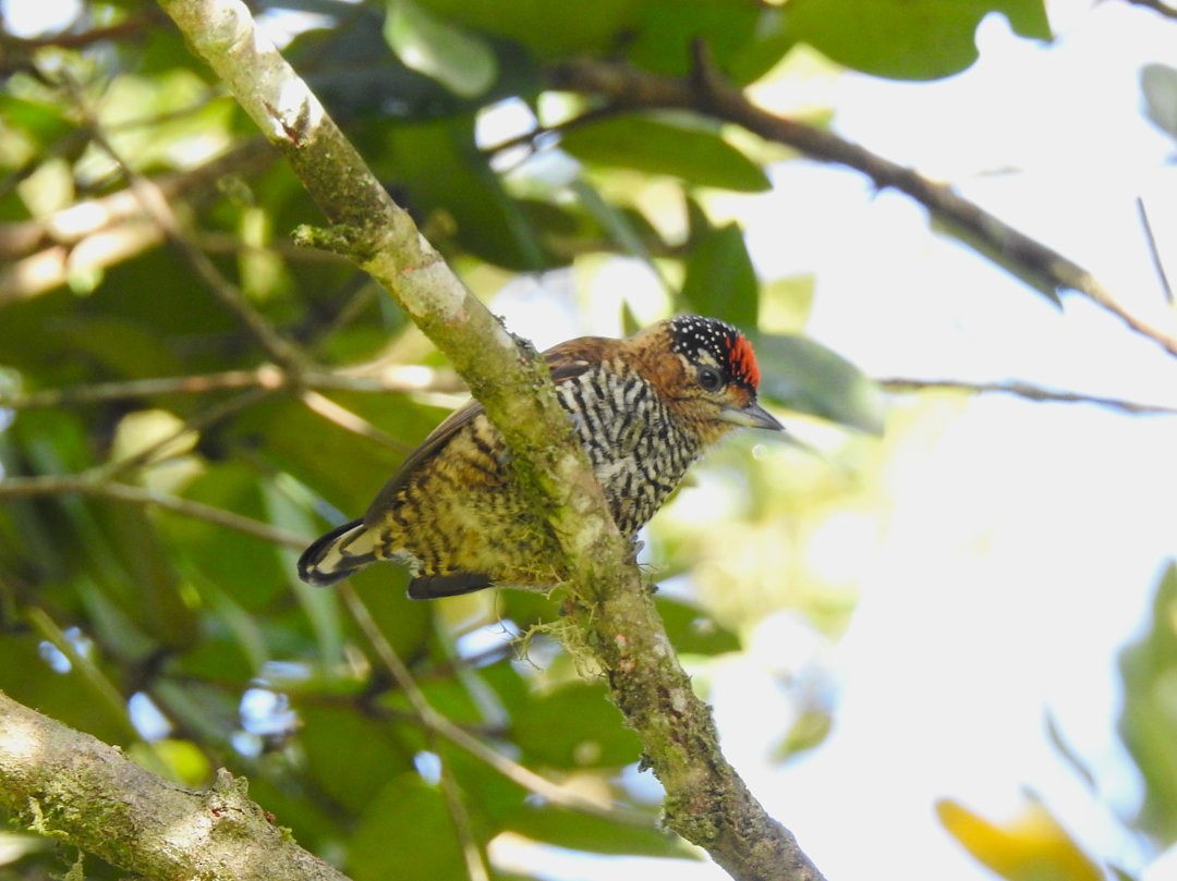 Ochre-collared Piculet - ML620901303