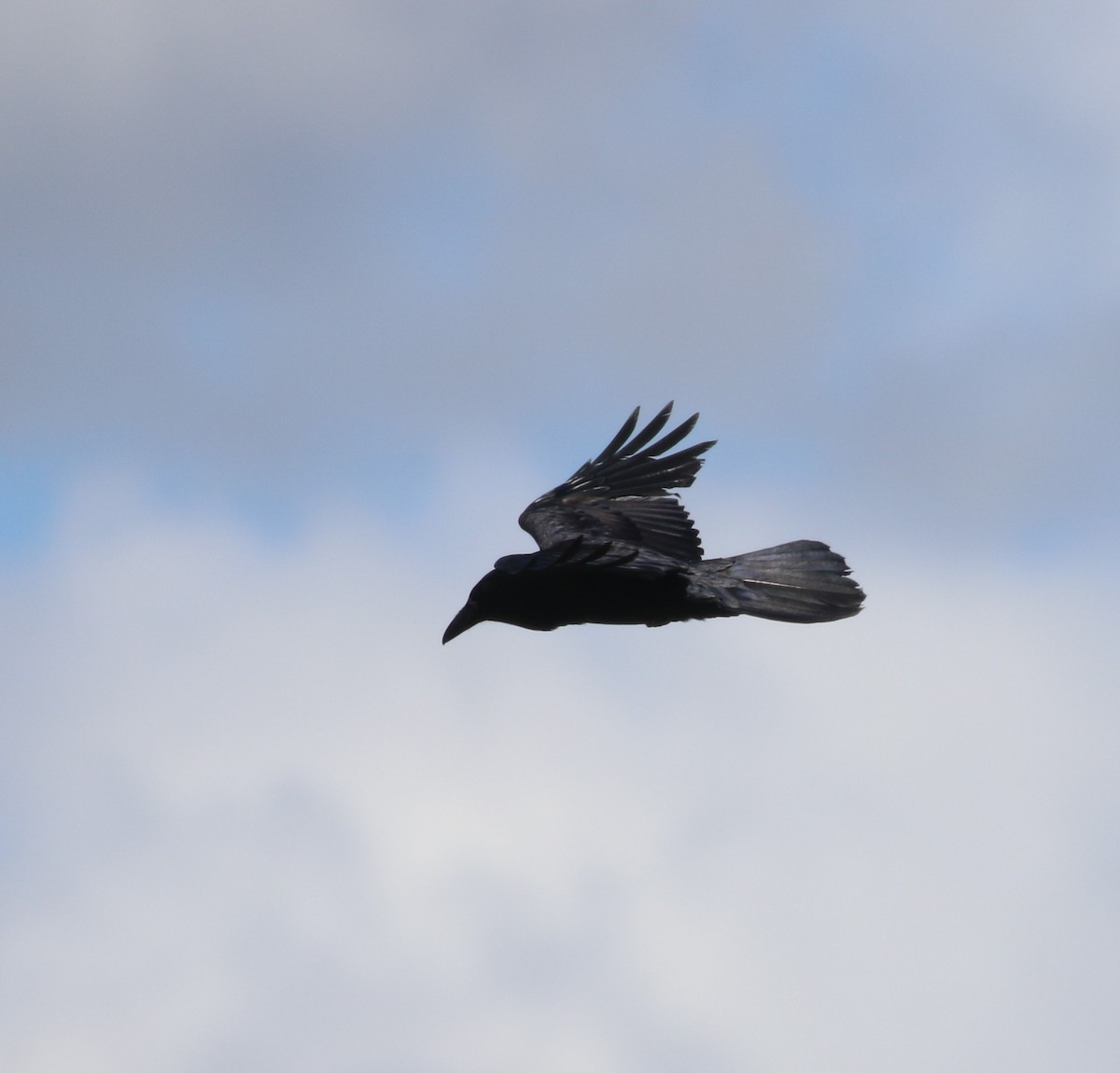 Common Raven - ML620901304