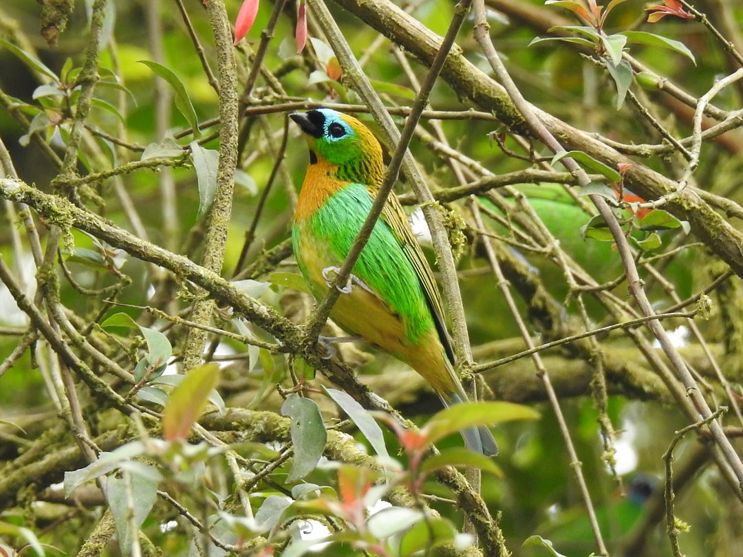Brassy-breasted Tanager - ML620901312