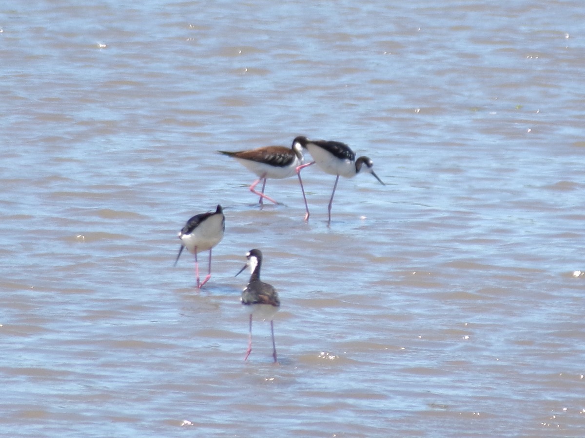 Black-necked Stilt - ML620901319