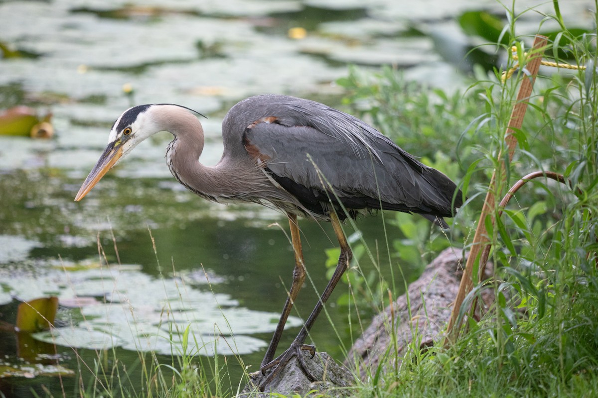 Great Blue Heron - ML620901331