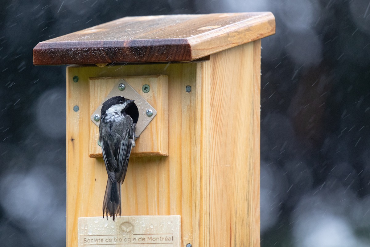 Black-capped Chickadee - ML620901334