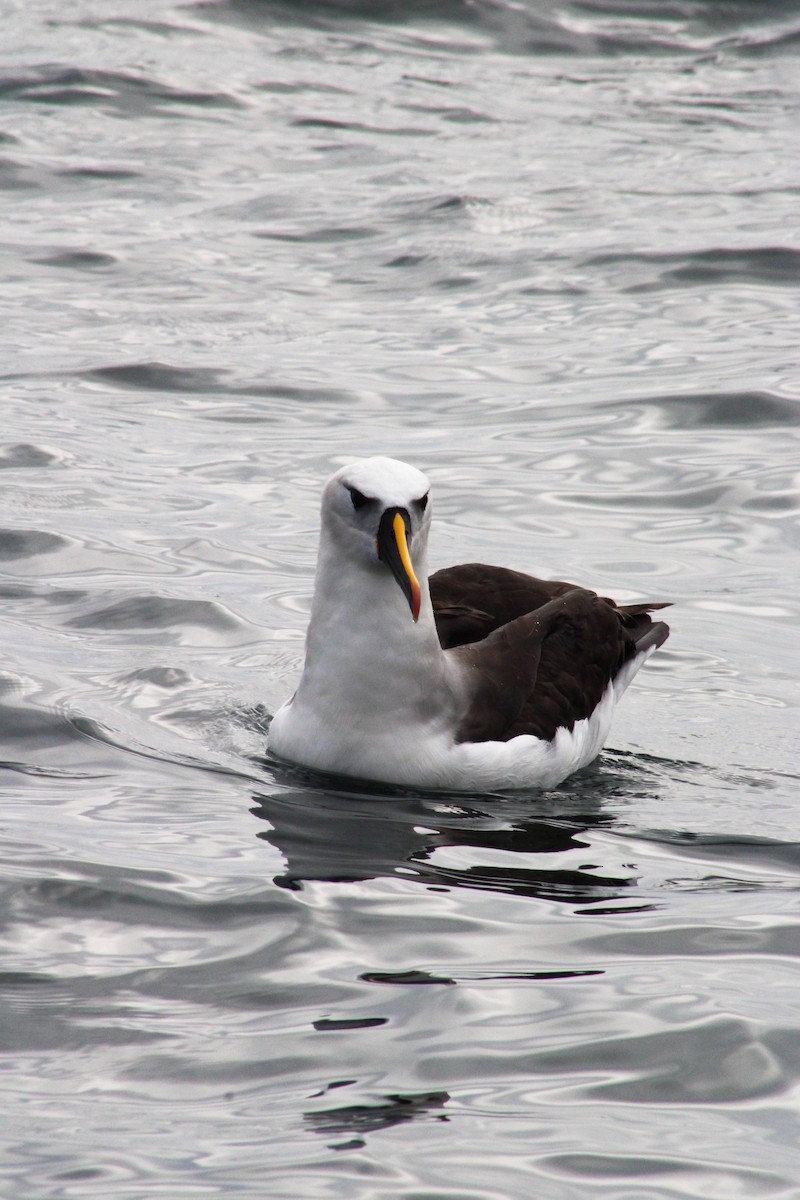 Atlantic Yellow-nosed Albatross - ML620901344