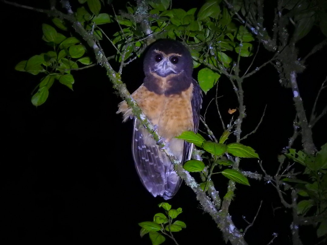 Tawny-browed Owl - Henrique Heidi Horiyshi