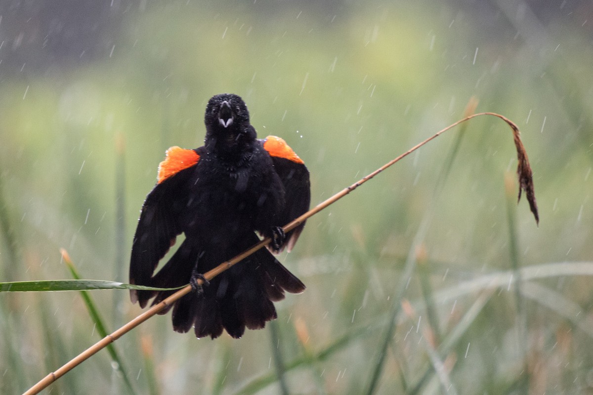 Red-winged Blackbird - ML620901348