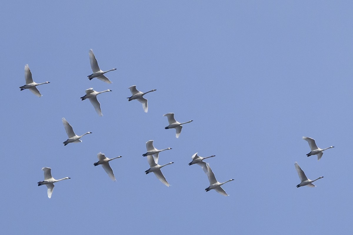 Tundra Swan - ML620901352