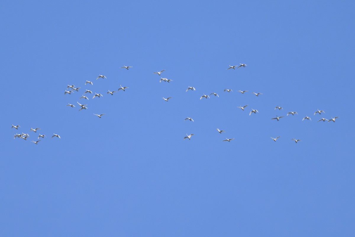 Tundra Swan - ML620901353