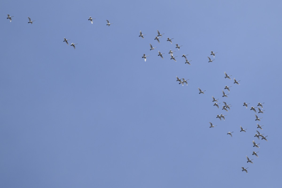 Tundra Swan - ML620901355