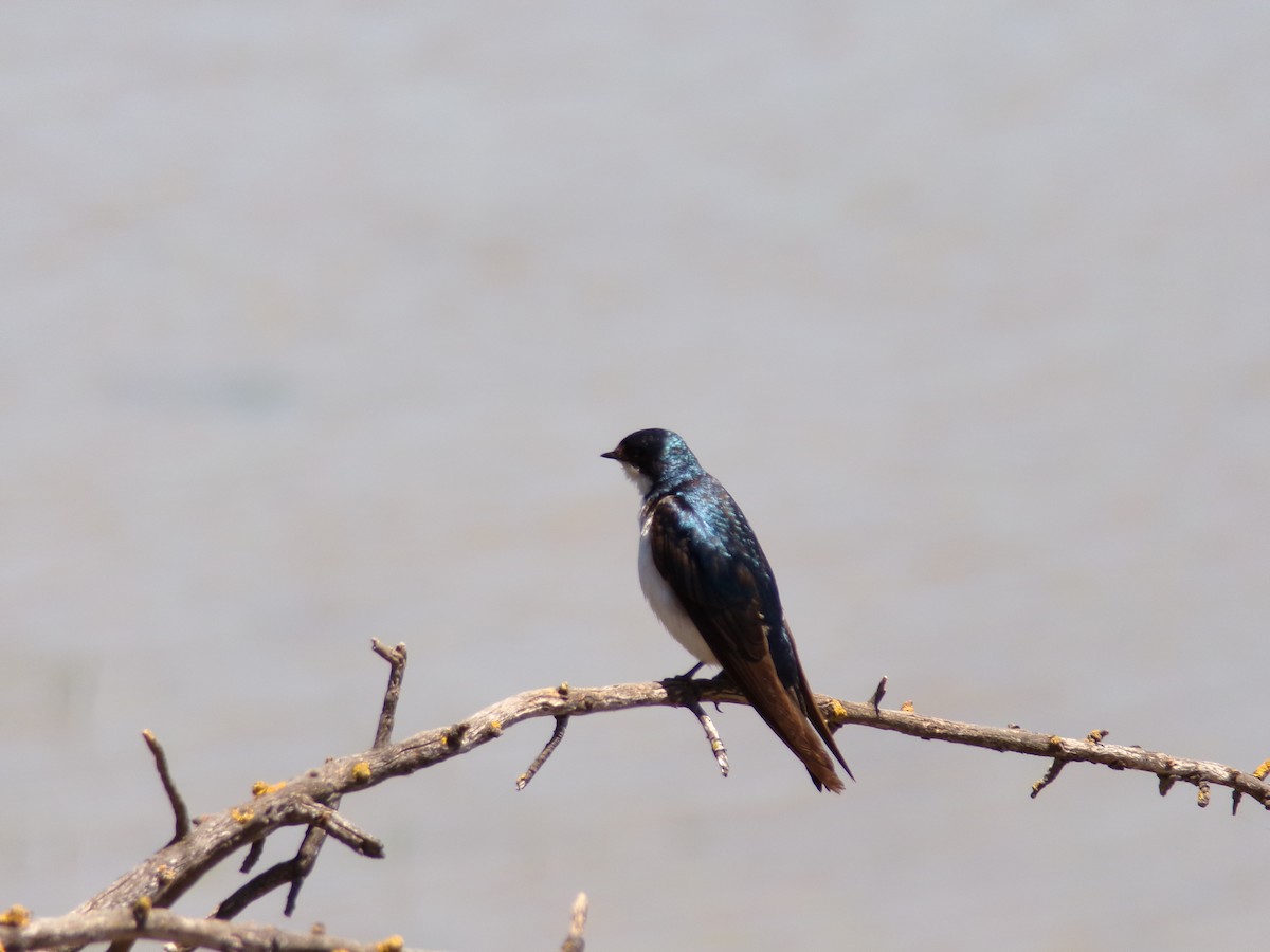 Golondrina Bicolor - ML620901358