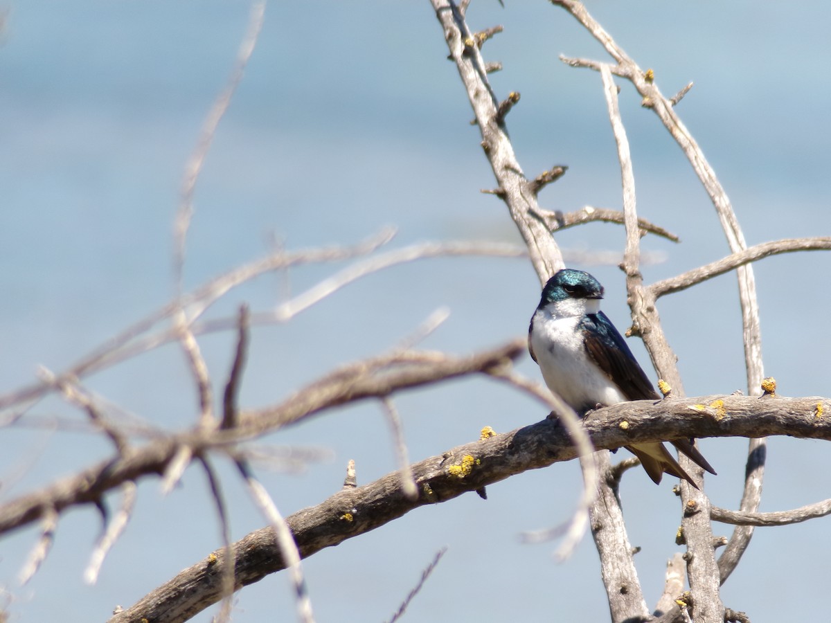 Golondrina Bicolor - ML620901359