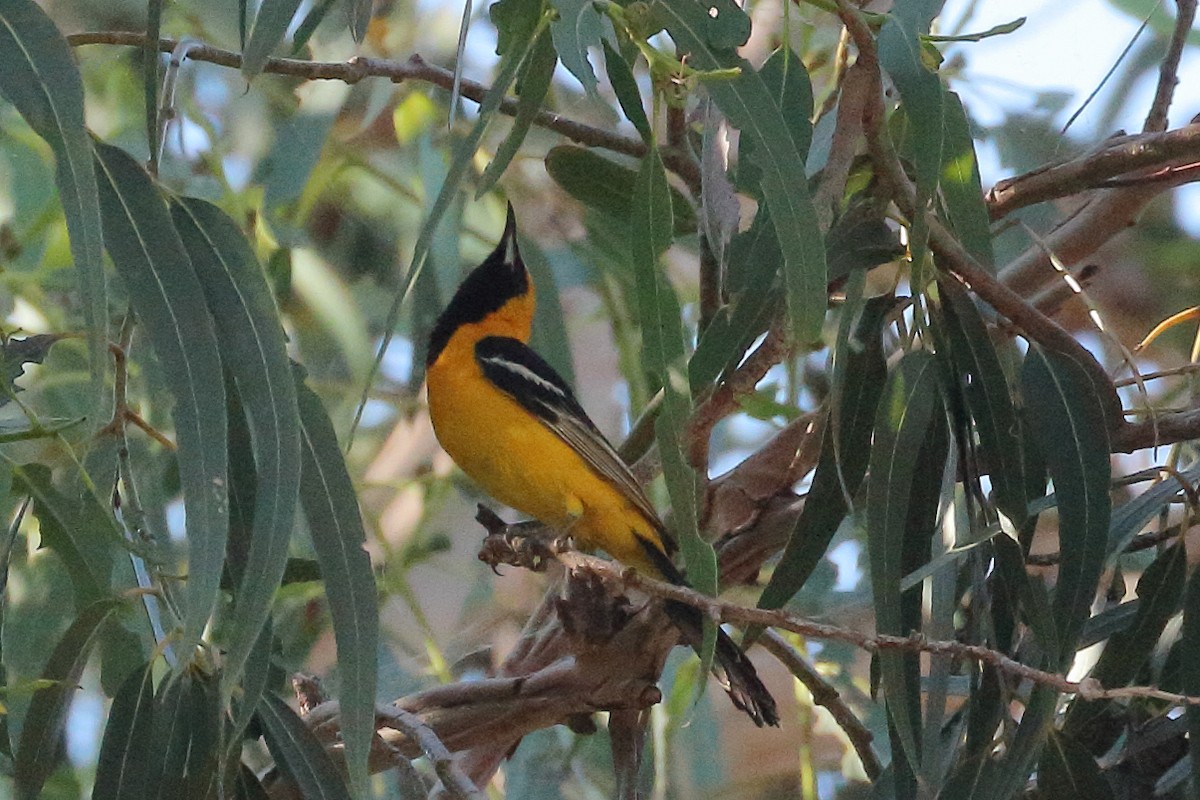 Hooded Oriole - ML620901363