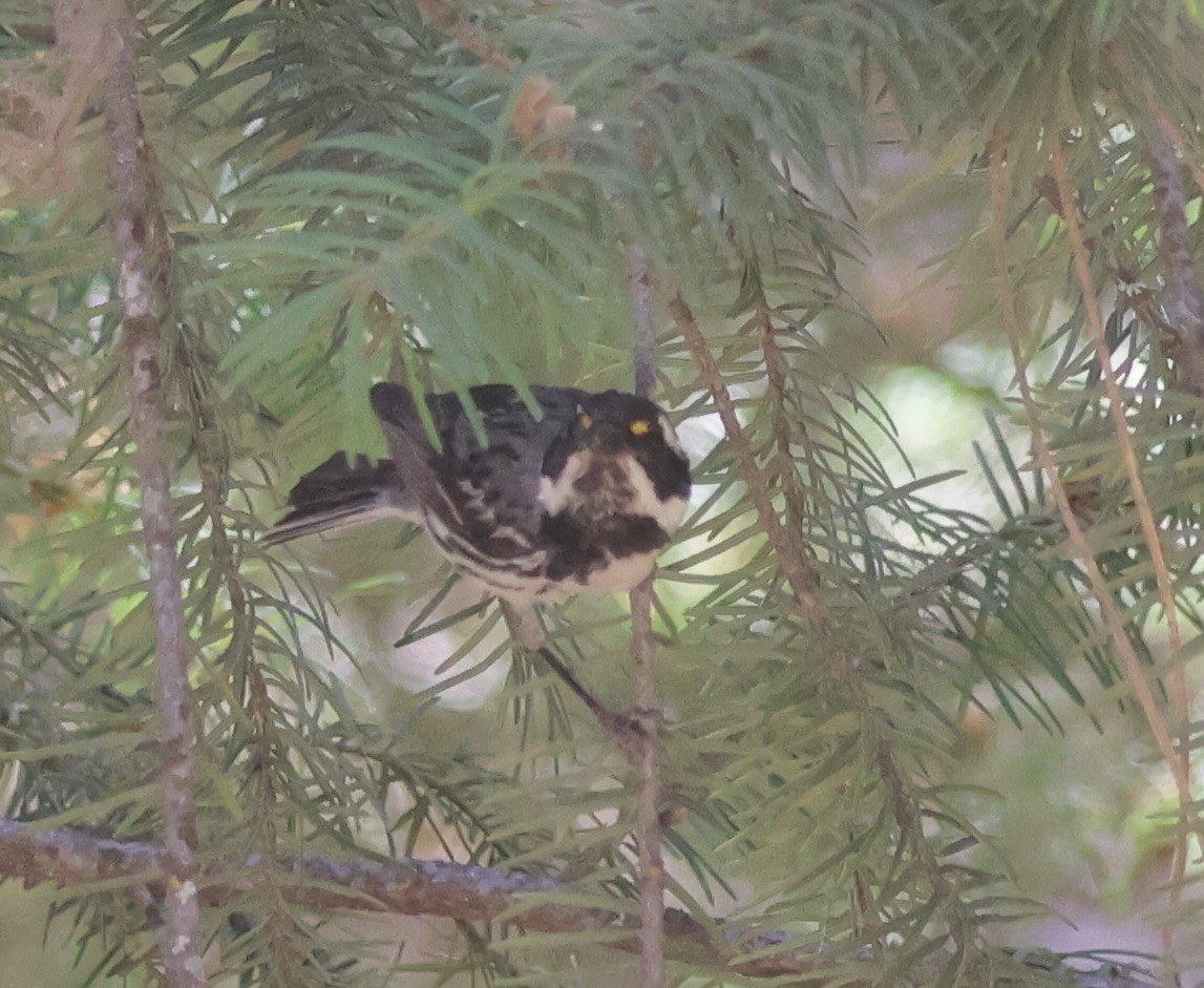 Black-throated Gray Warbler - ML620901368