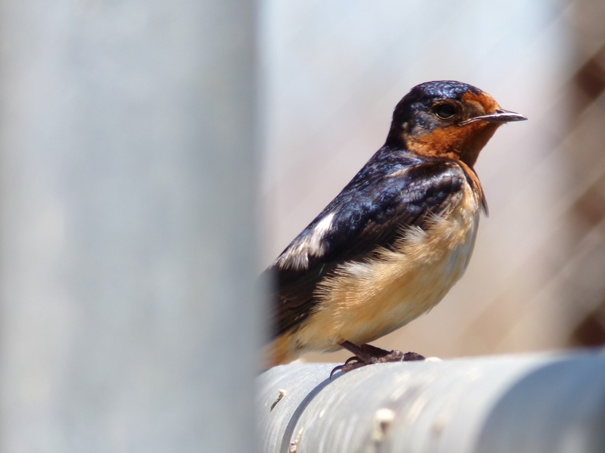 Barn Swallow - ML620901371