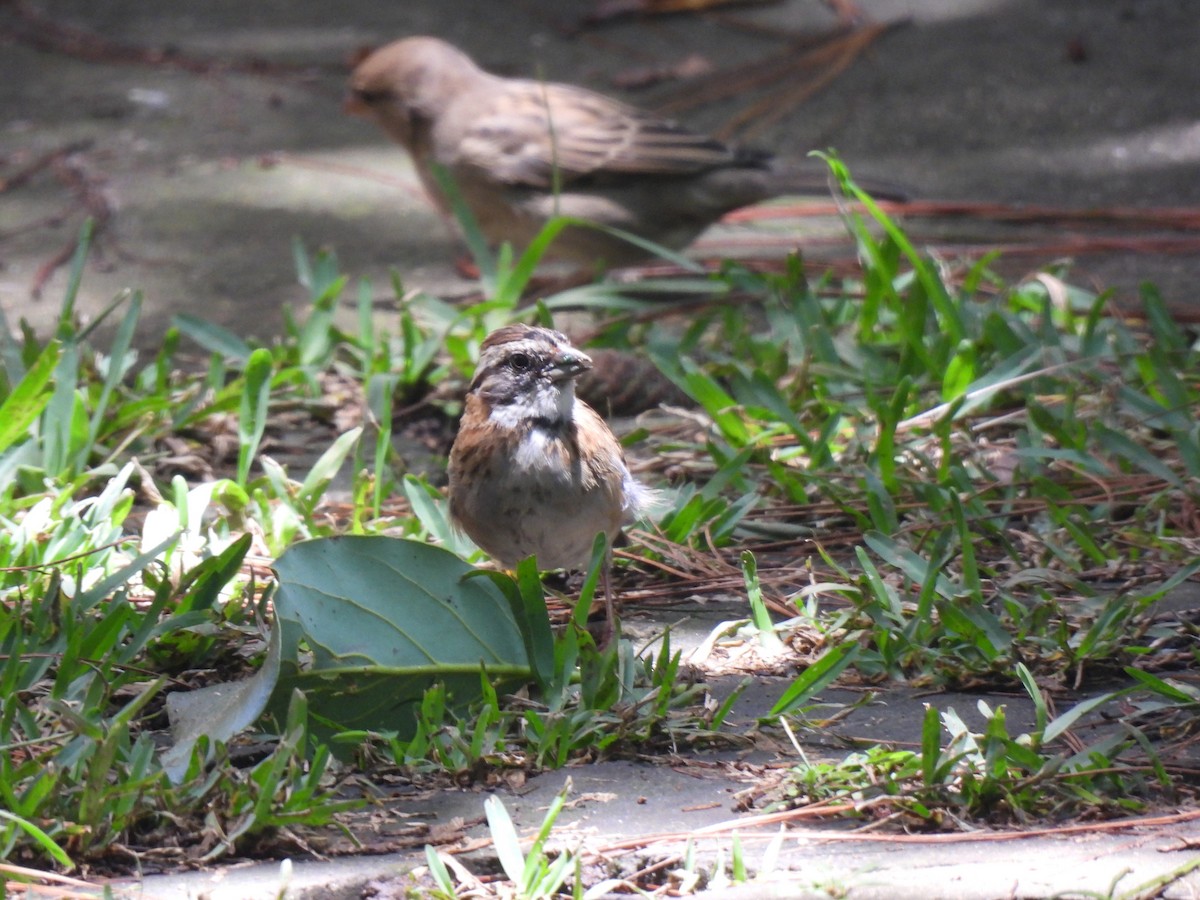 Moineau domestique - ML620901372