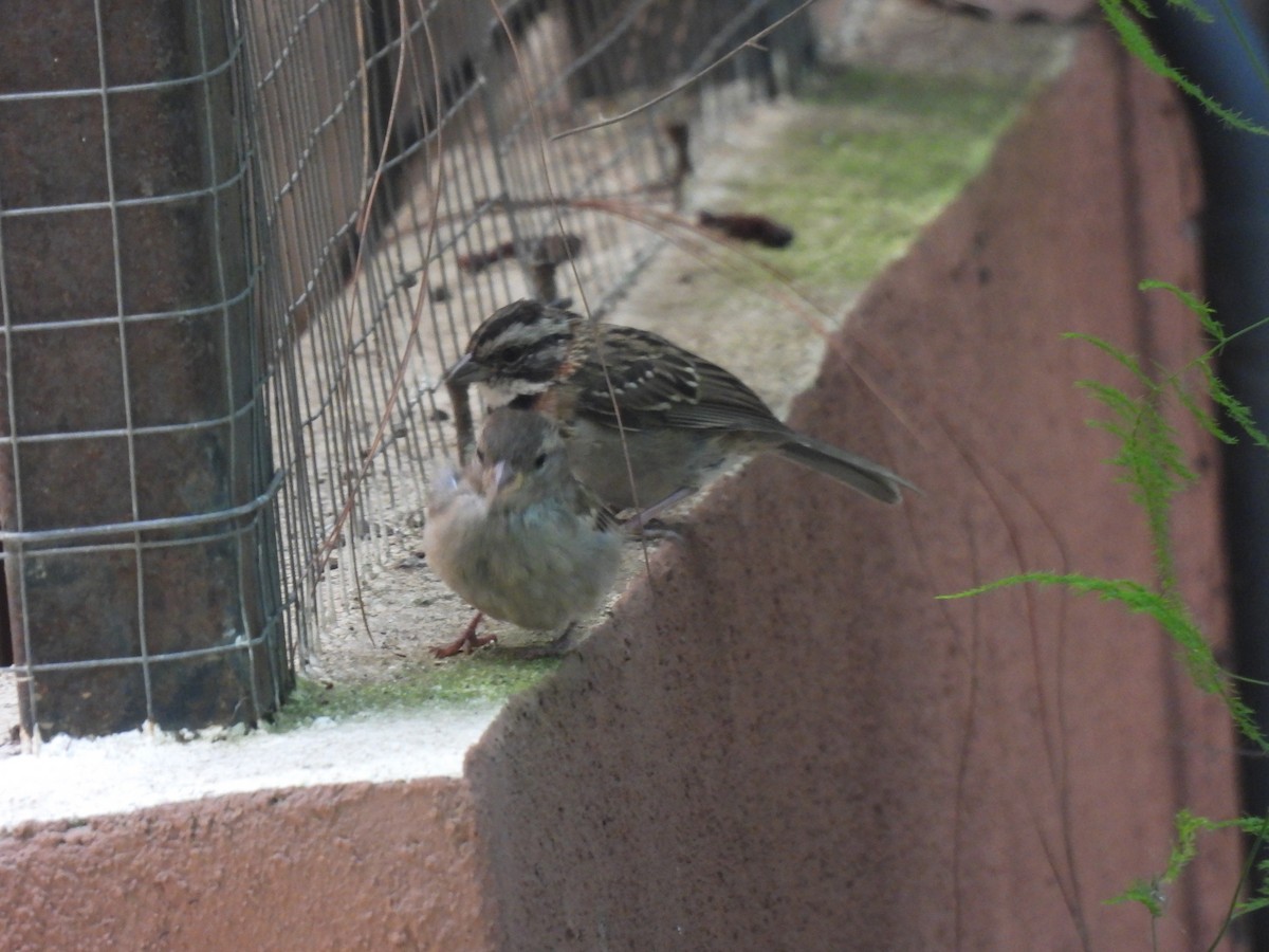 Moineau domestique - ML620901381