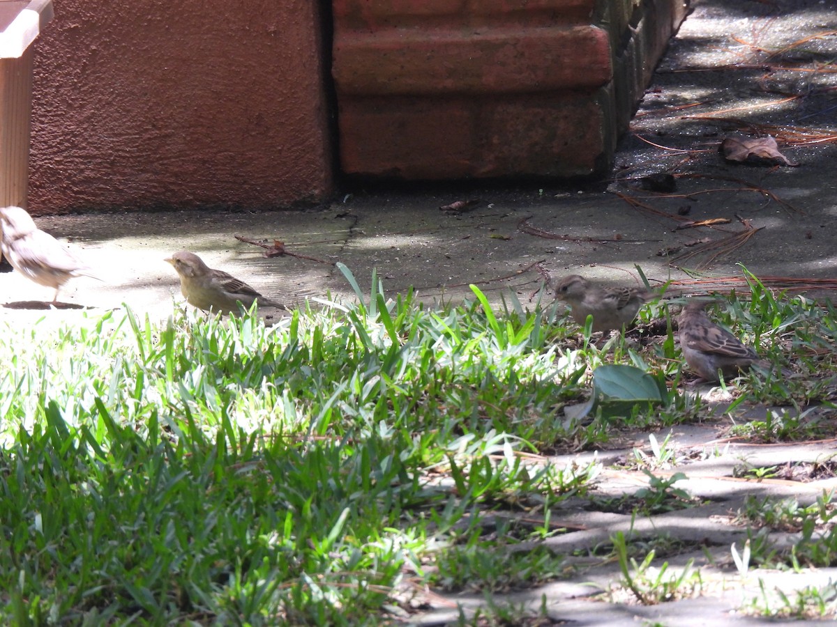 House Sparrow - ML620901382