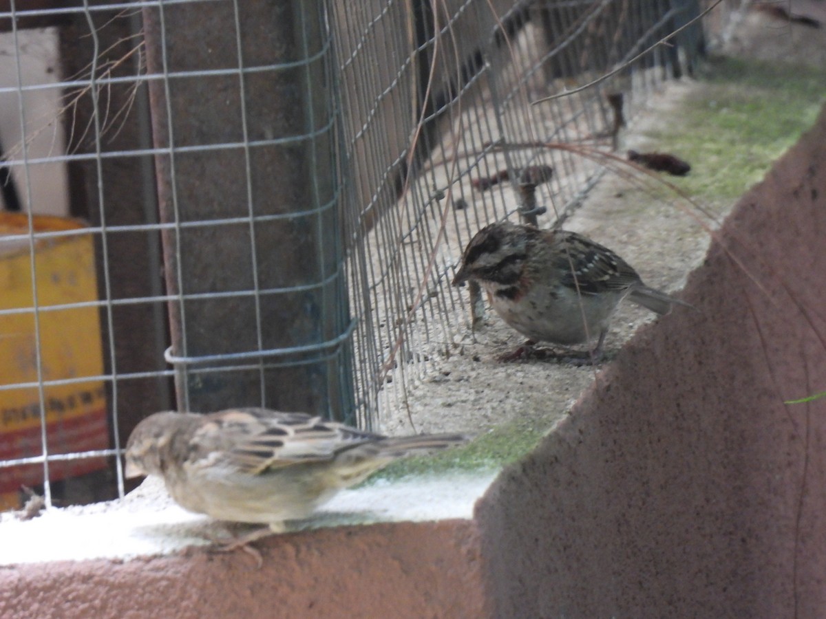 House Sparrow - ML620901383