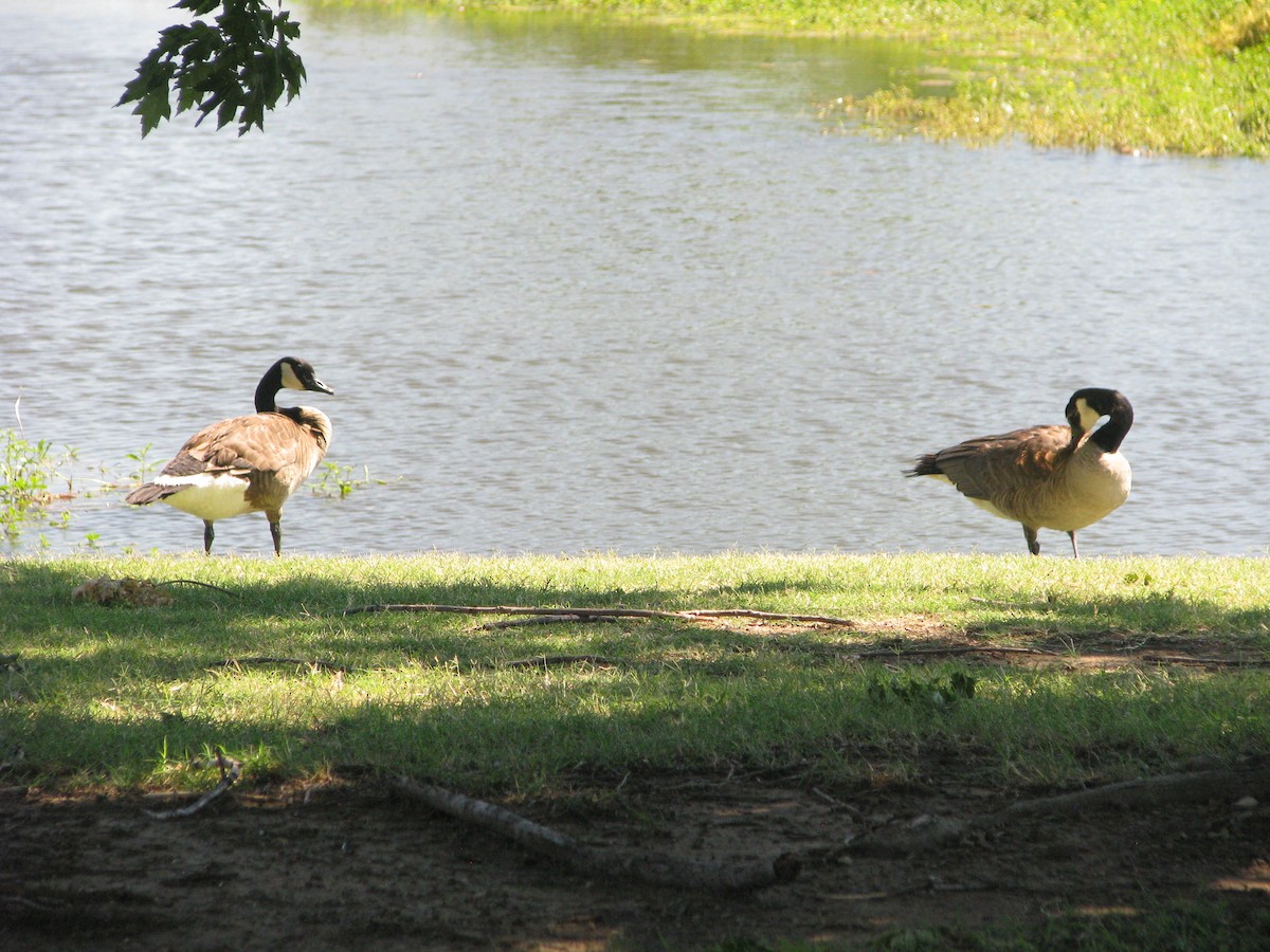 Canada Goose - Theramansi Lion