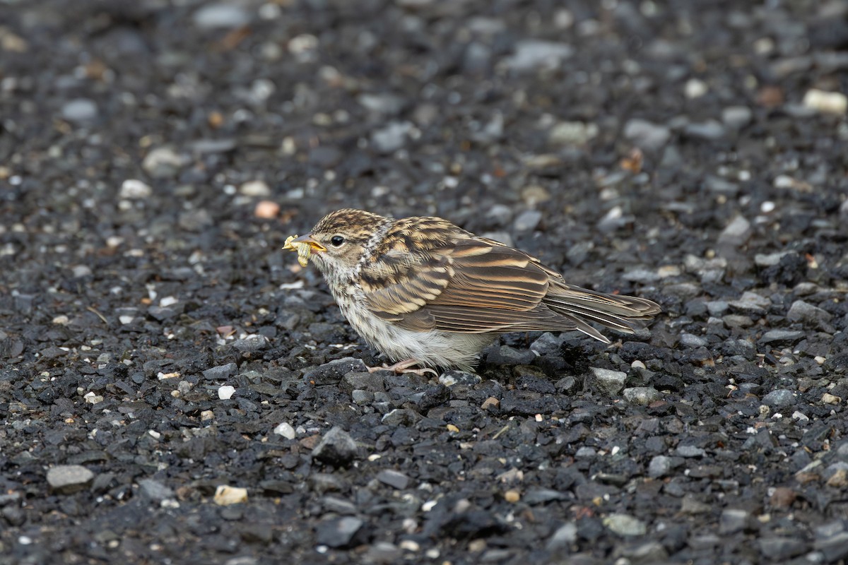 Chipping Sparrow - ML620901419