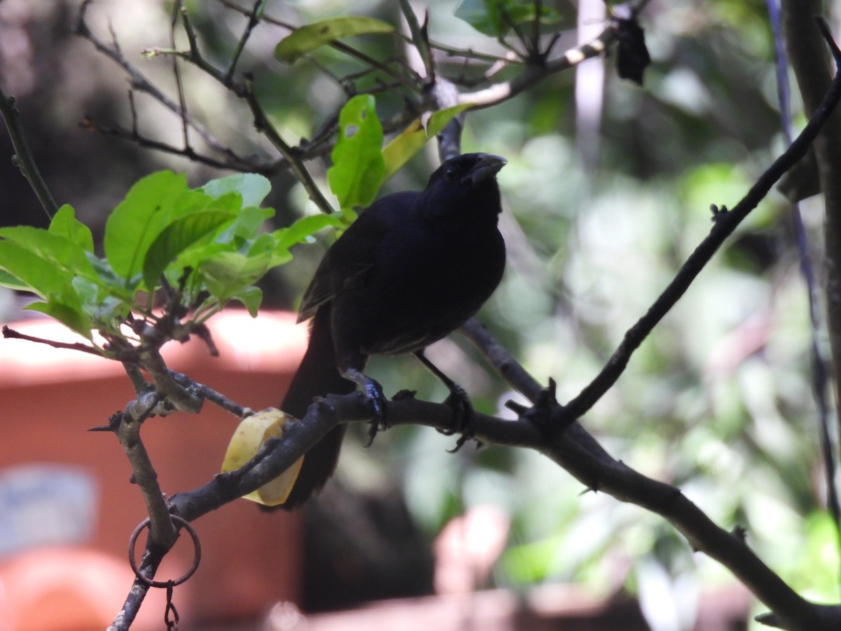 Melodious Blackbird - ML620901438