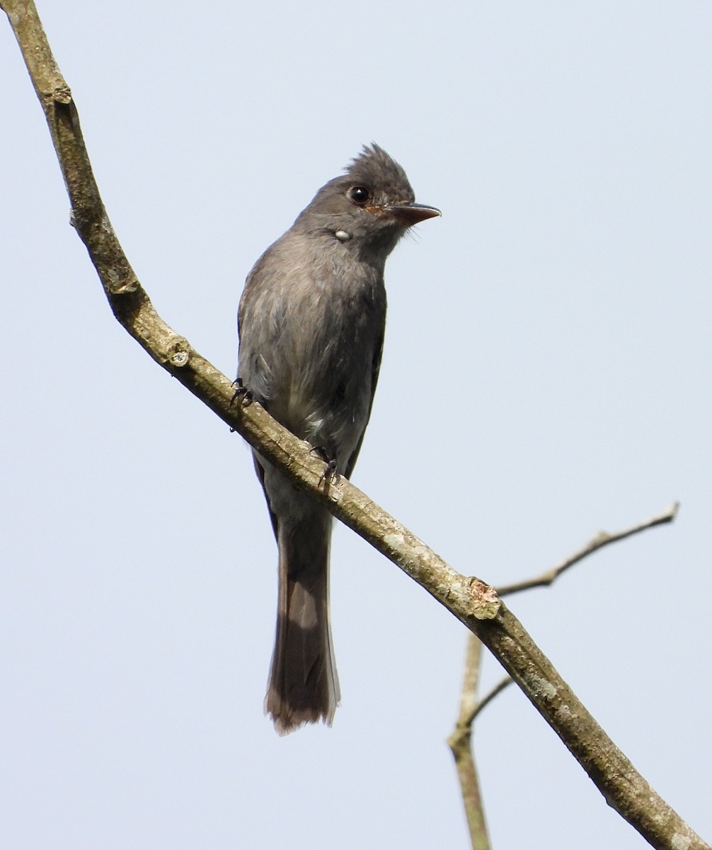 Smoke-colored Pewee - ML620901442